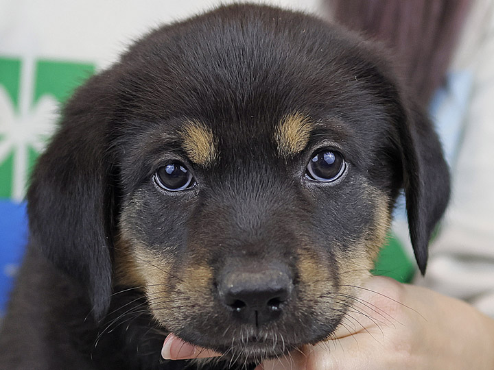 chinook puppy